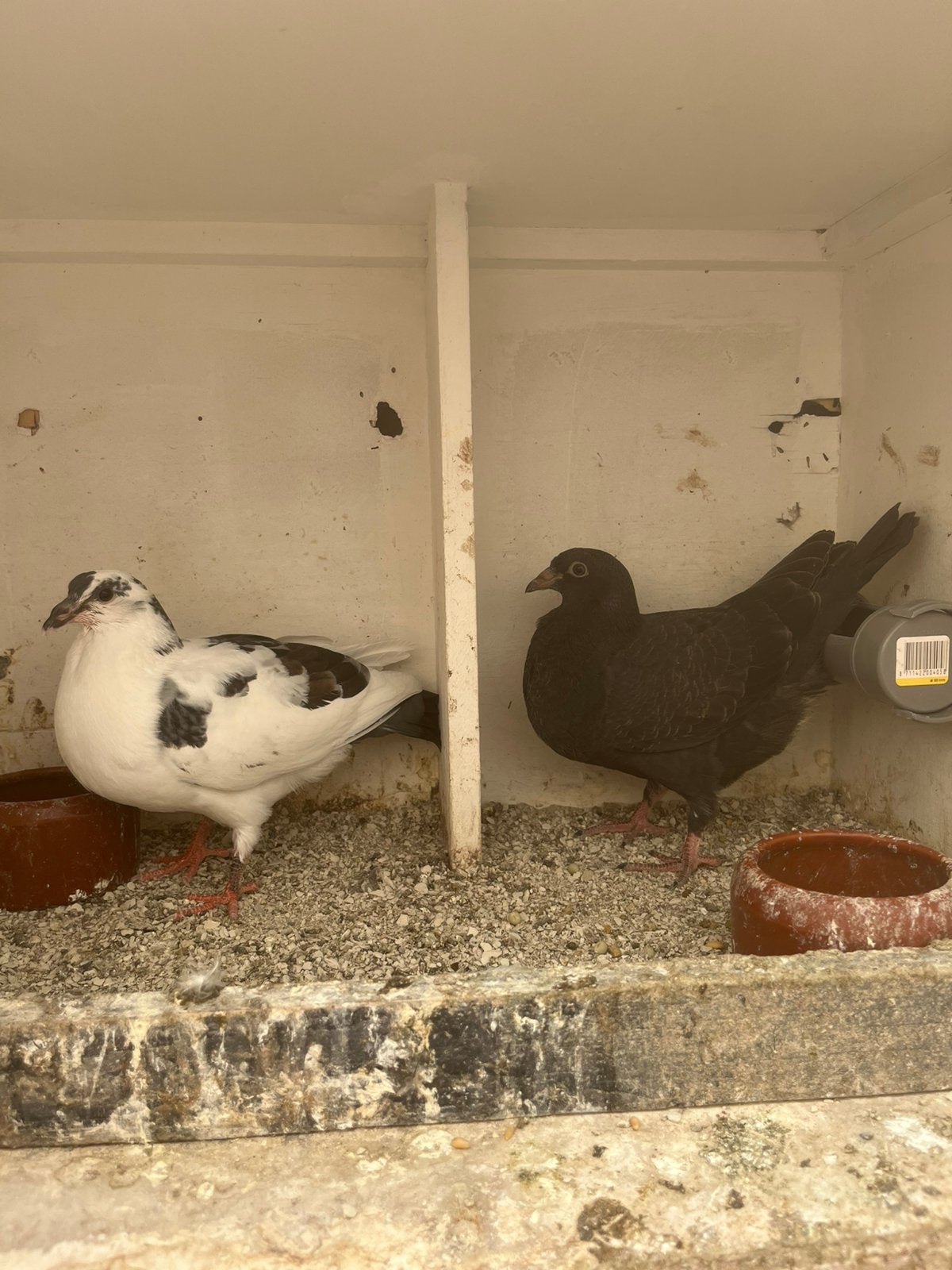 2 jonge baastaard, Dieren en Toebehoren, Geslacht onbekend, Kip