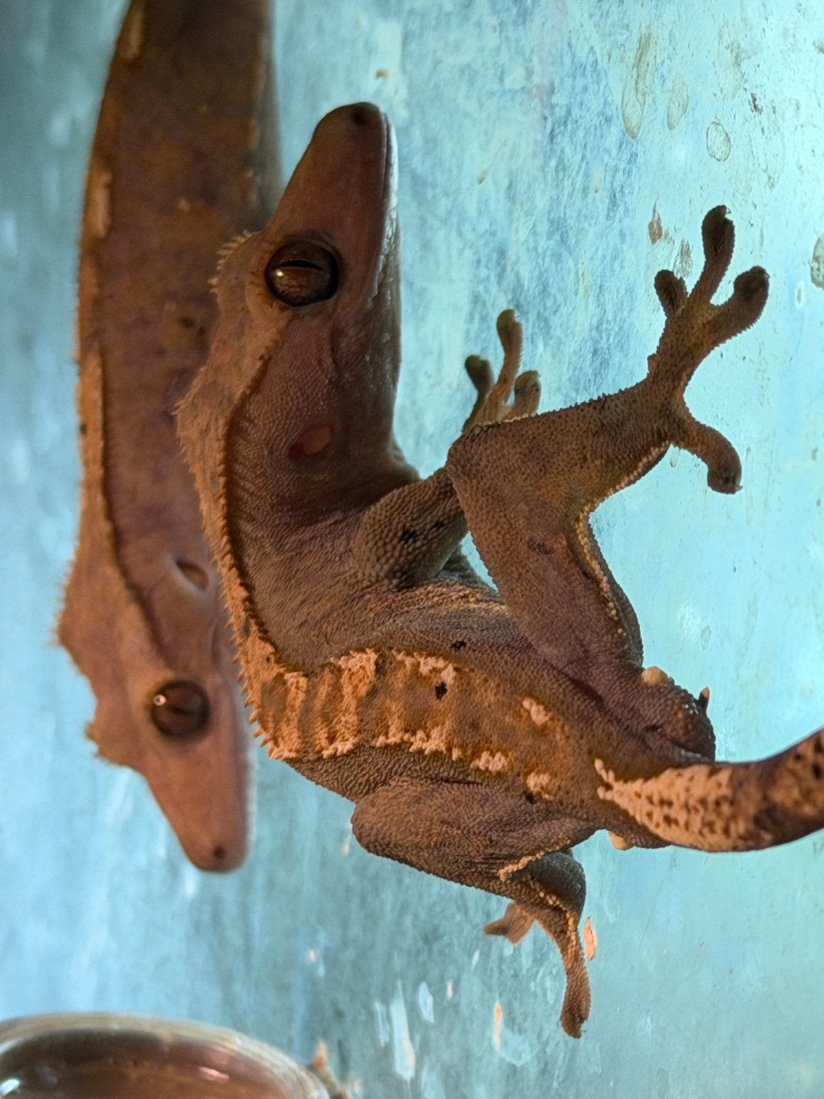 Wimper gekko’s Crested Gecko photo 4