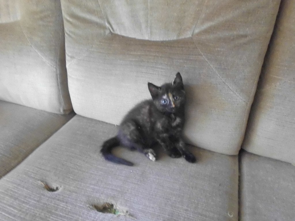 mooie lieve kittens, Dieren en Toebehoren, Meerdere dieren, Ontwormd, 0 tot 2 jaar