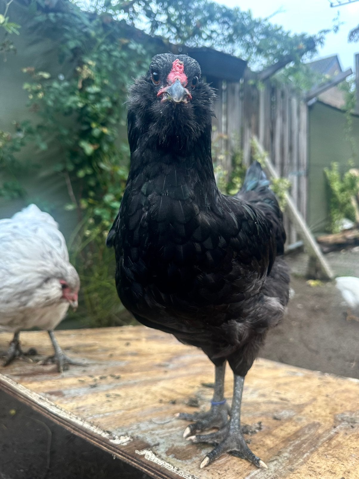 Echte amerikaanse ameraucana haantjes beschikbaar., Dieren en Toebehoren, Mannelijk, Kip