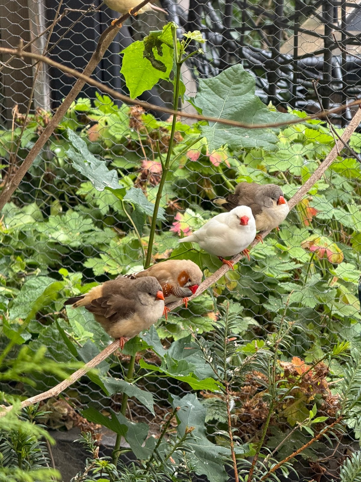 2 koppels zebravinken en 1 scotch fancy kanarie, Dieren en Toebehoren, Vogels | Overige Vogels, Meerdere dieren