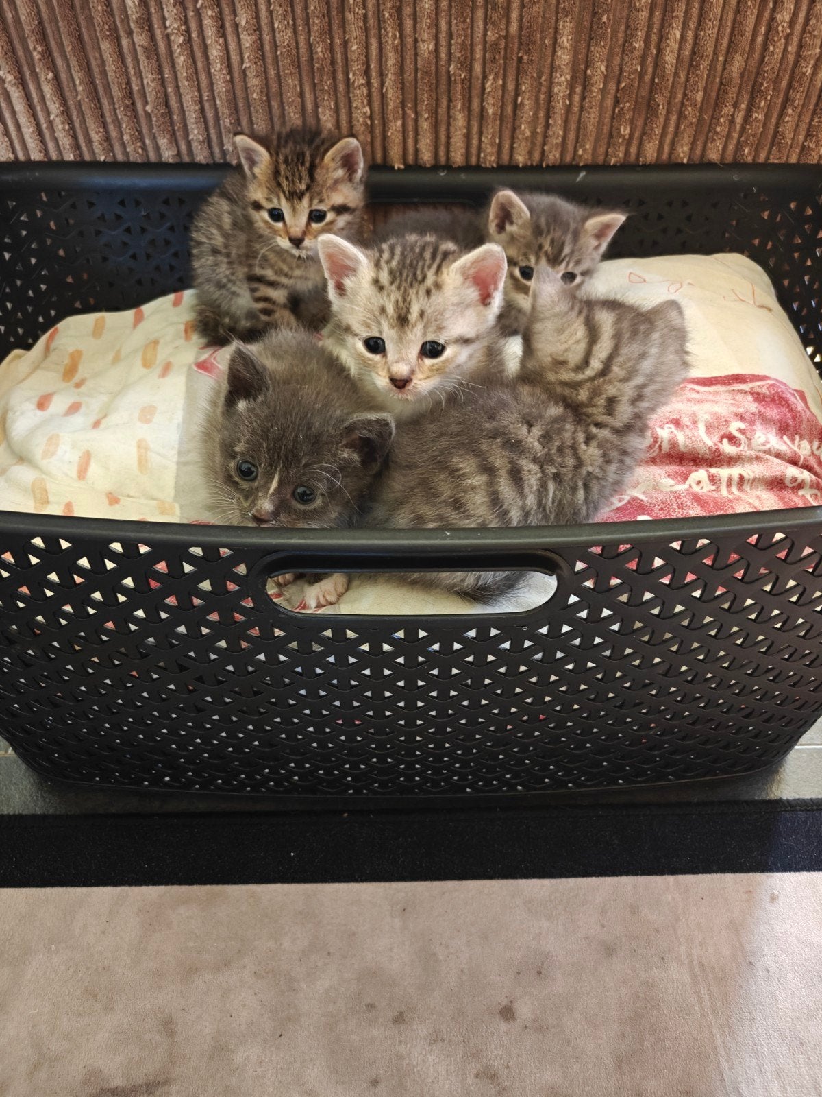 mooi kittens zoeken huisje, Poes, 0 tot 2 jaar
