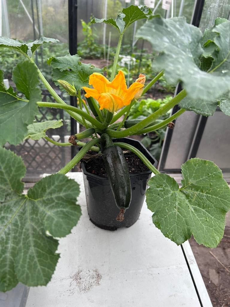 Courgette plant, Ophalen, Eenjarig, Overige soorten, Volle zon