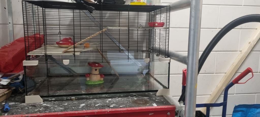 Mooi knaagdieren verblijf, Januari, Mannelijk, Hamster