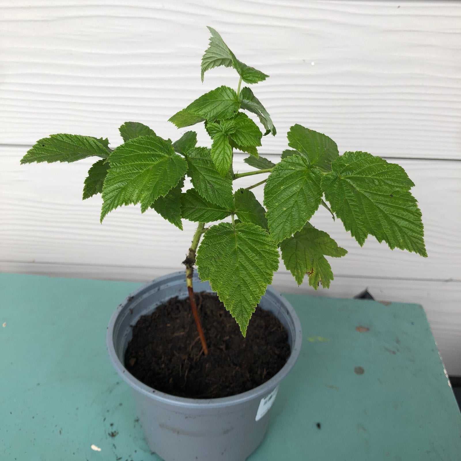 Zomer framboos geel biologisch, Tuin en Terras, Planten | Tuinplanten, Ophalen, Volle zon
