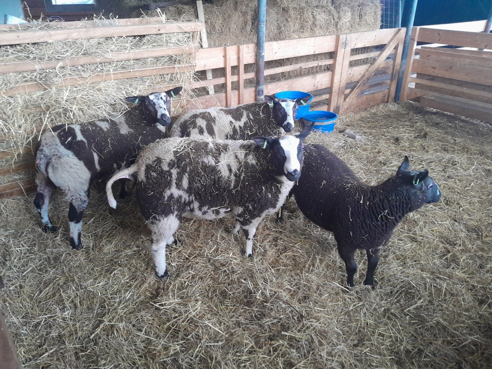 Vier bonte ram lammeren te koop, Dieren en Toebehoren, Mannelijk, Schaap, 0 tot 2 jaar