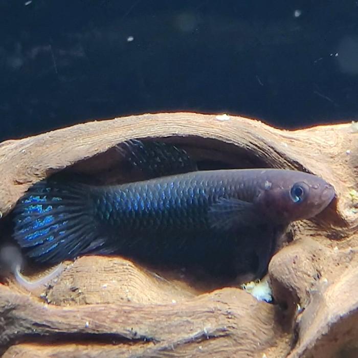 Betta hendra, Vis
