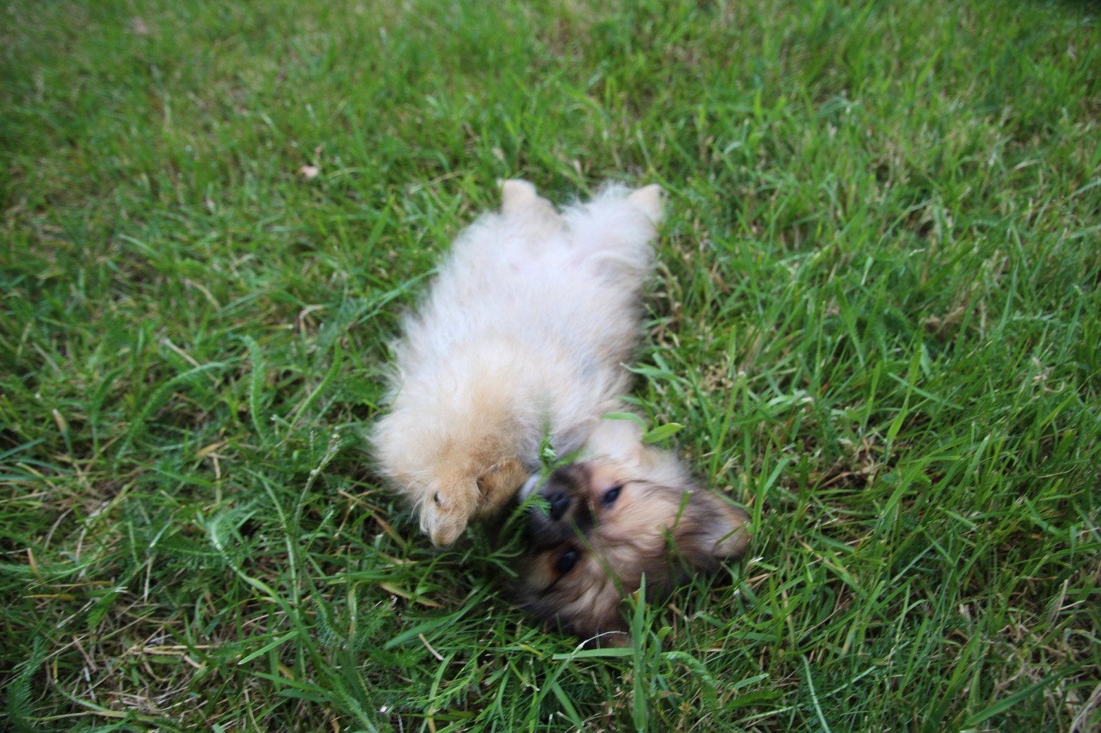 Pomeriaan x chihuahua, Dieren en Toebehoren, Parvo, 8 tot 15 weken, Eén hond, Nederland