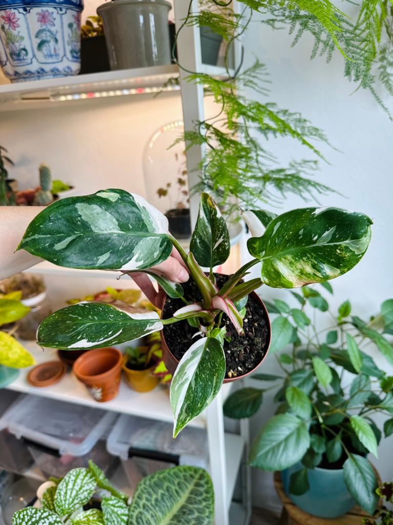 Philodendron white princess, Ophalen of Verzenden, Halfschaduw, Minder dan 100 cm