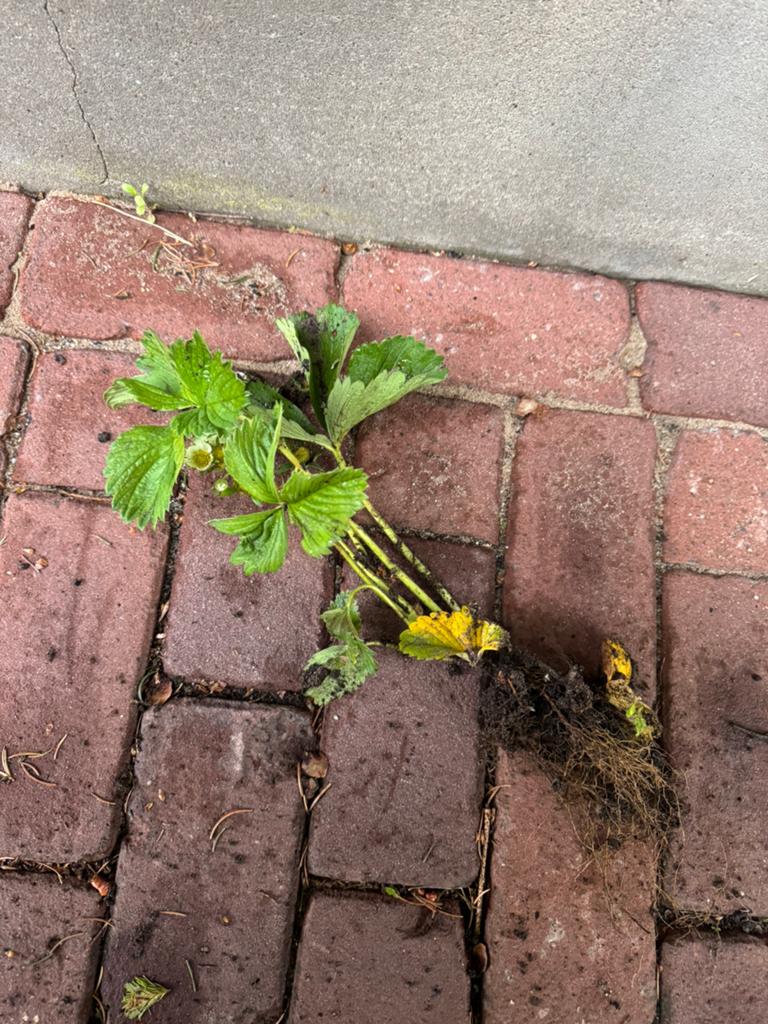 2 Jarige aardbei plantjes, Tuin en Terras, Planten | Tuinplanten, Volle zon, Vaste plant, Ophalen of Verzenden, Fruitplanten