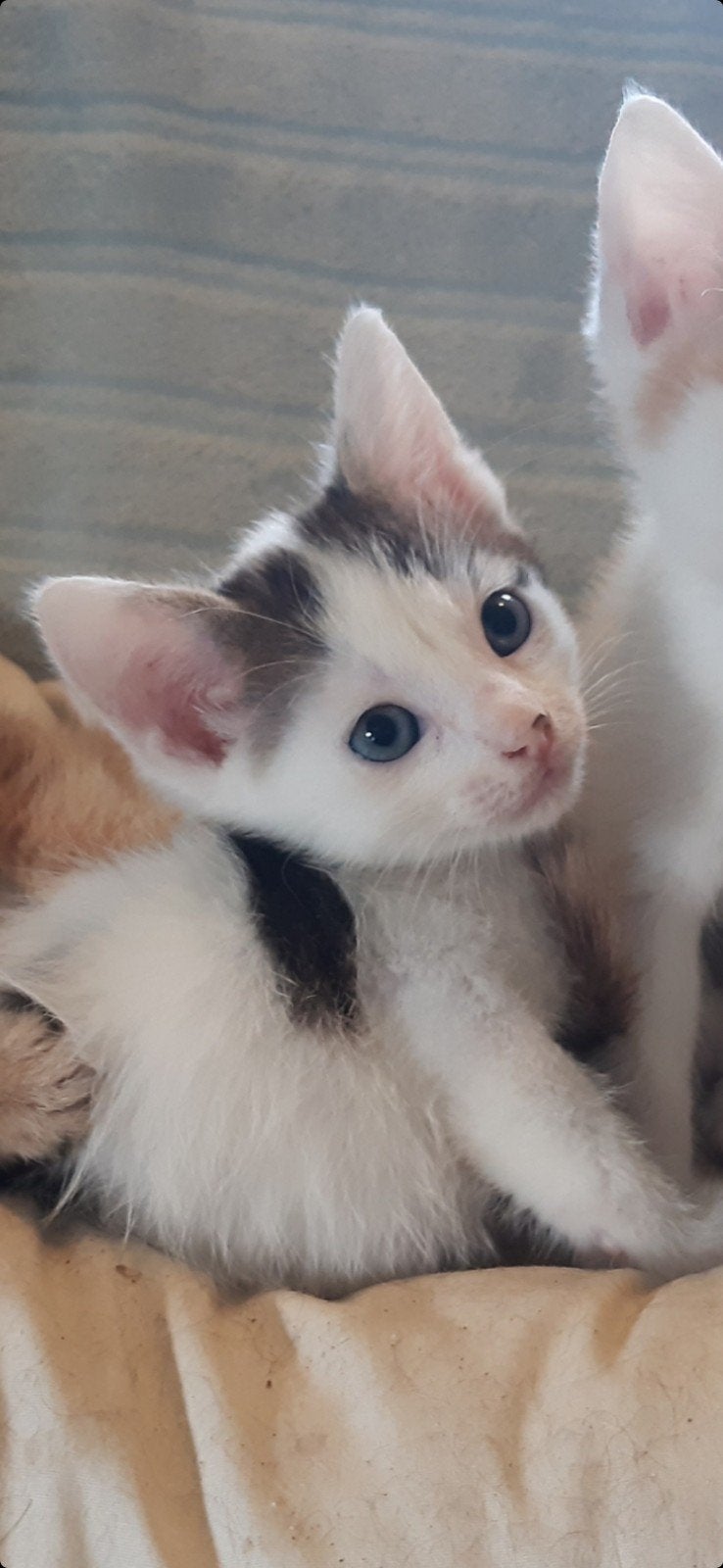 kittens, Meerdere dieren, 0 tot 2 jaar