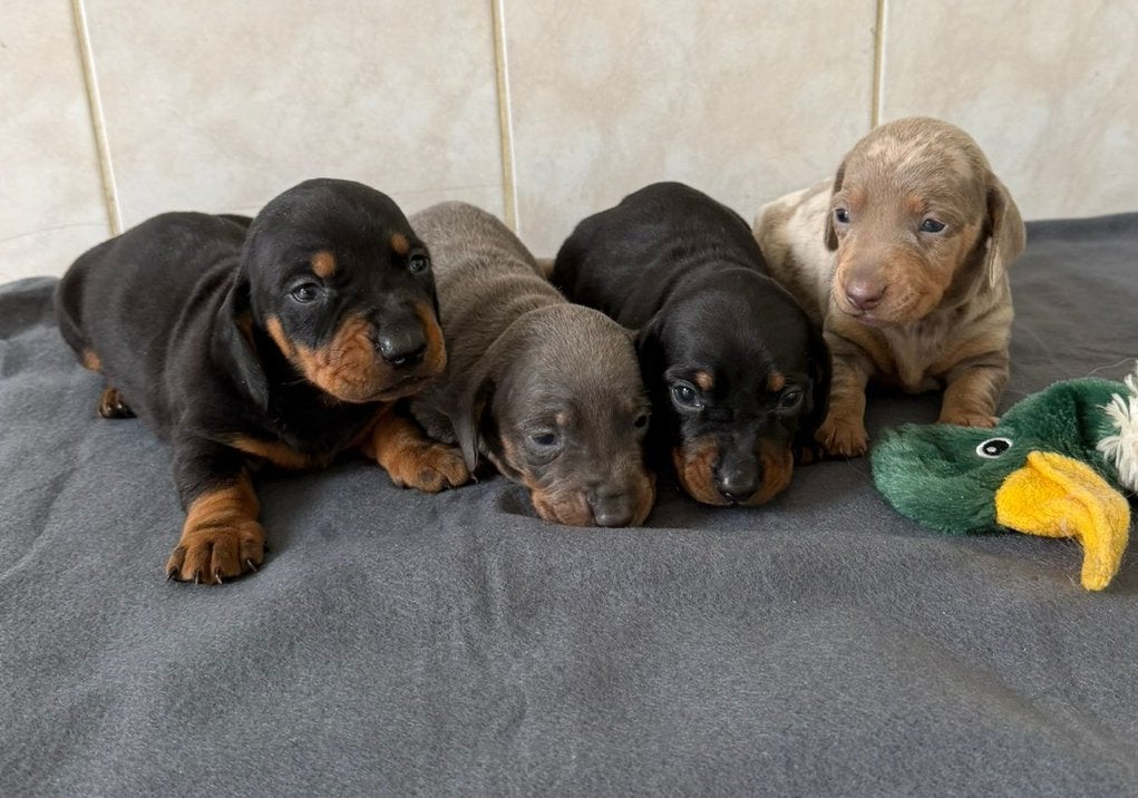 Exclusieve teckel pups, Parvo, Standaard, 8 tot 15 weken, Korthaar