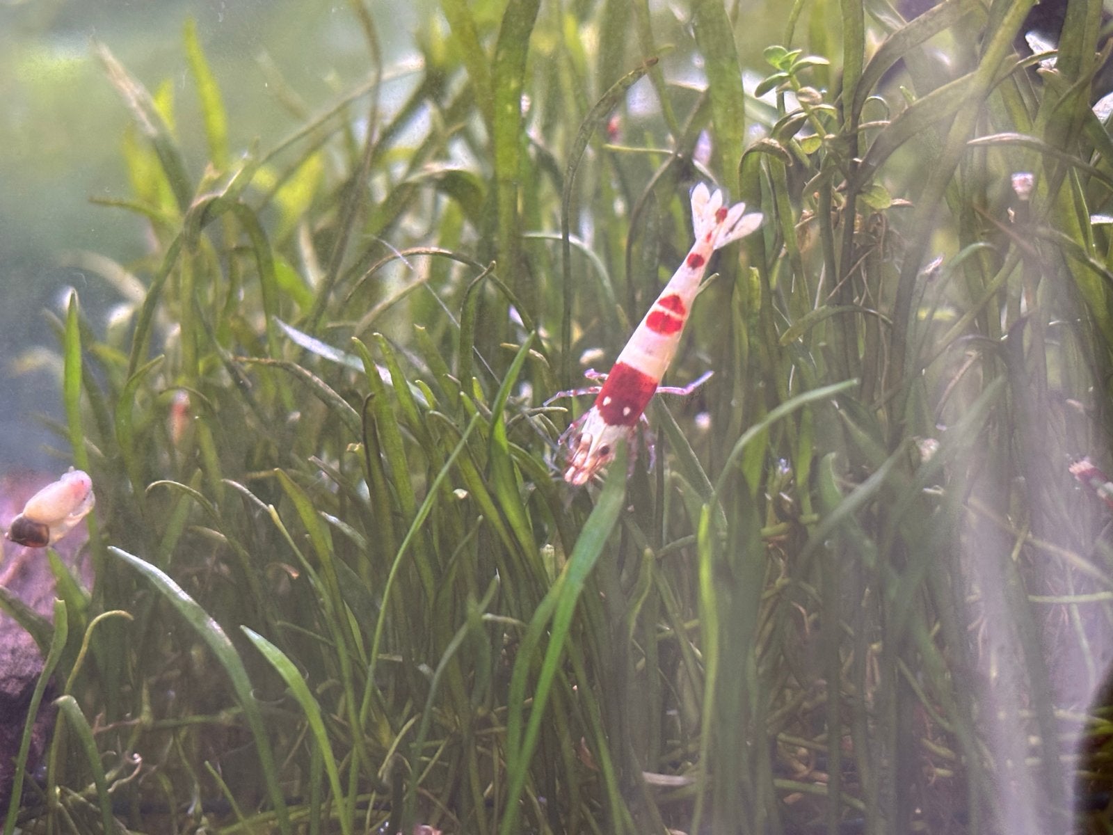 caridina crystal red garnalen - osmose - kweekgroep, Dieren en Toebehoren, Kreeft, Krab of Garnaal