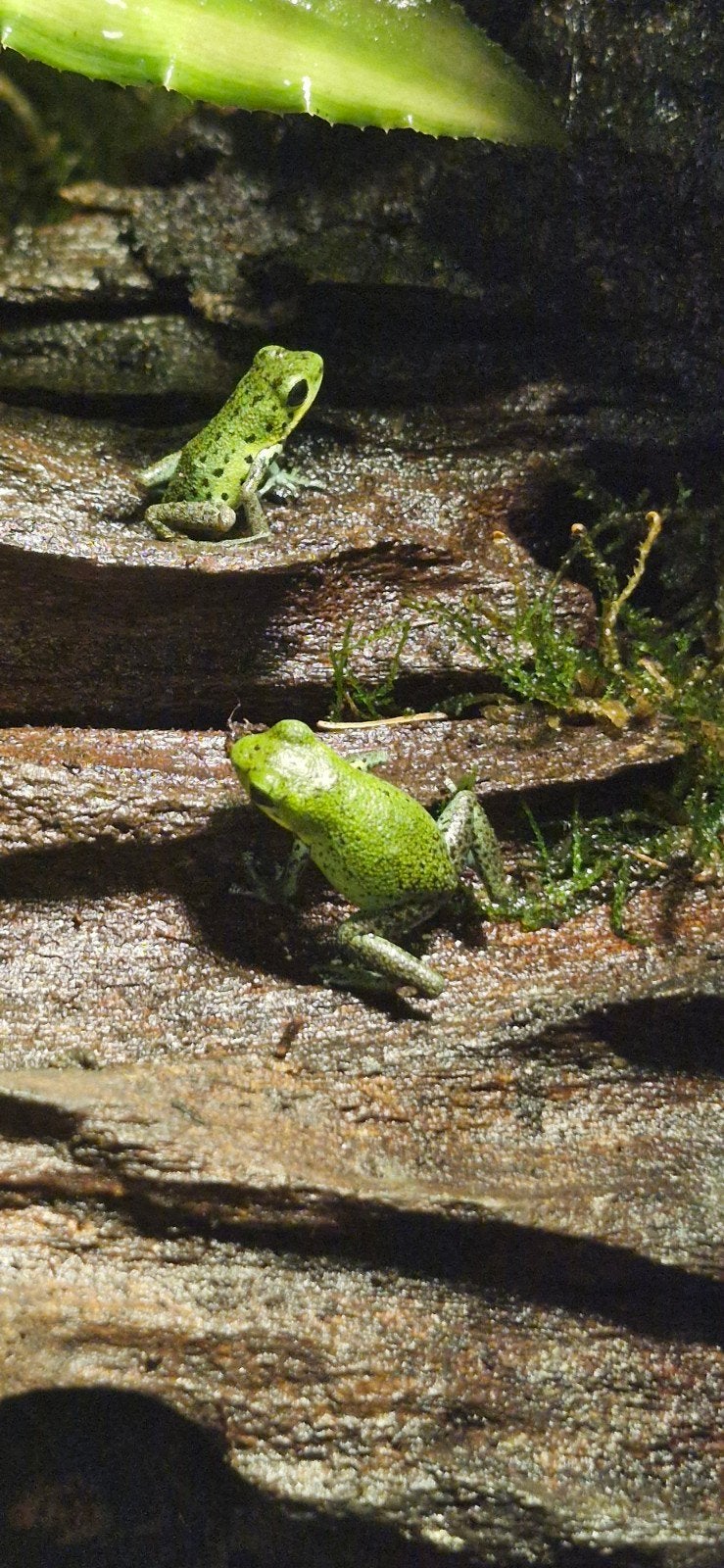 Pumilio Isla Popa, leucomelas, lugubris rouwgekko, Dieren en Toebehoren, Reptielen en Amfibieën, Amfibie, Tam, 0 tot 2 jaar