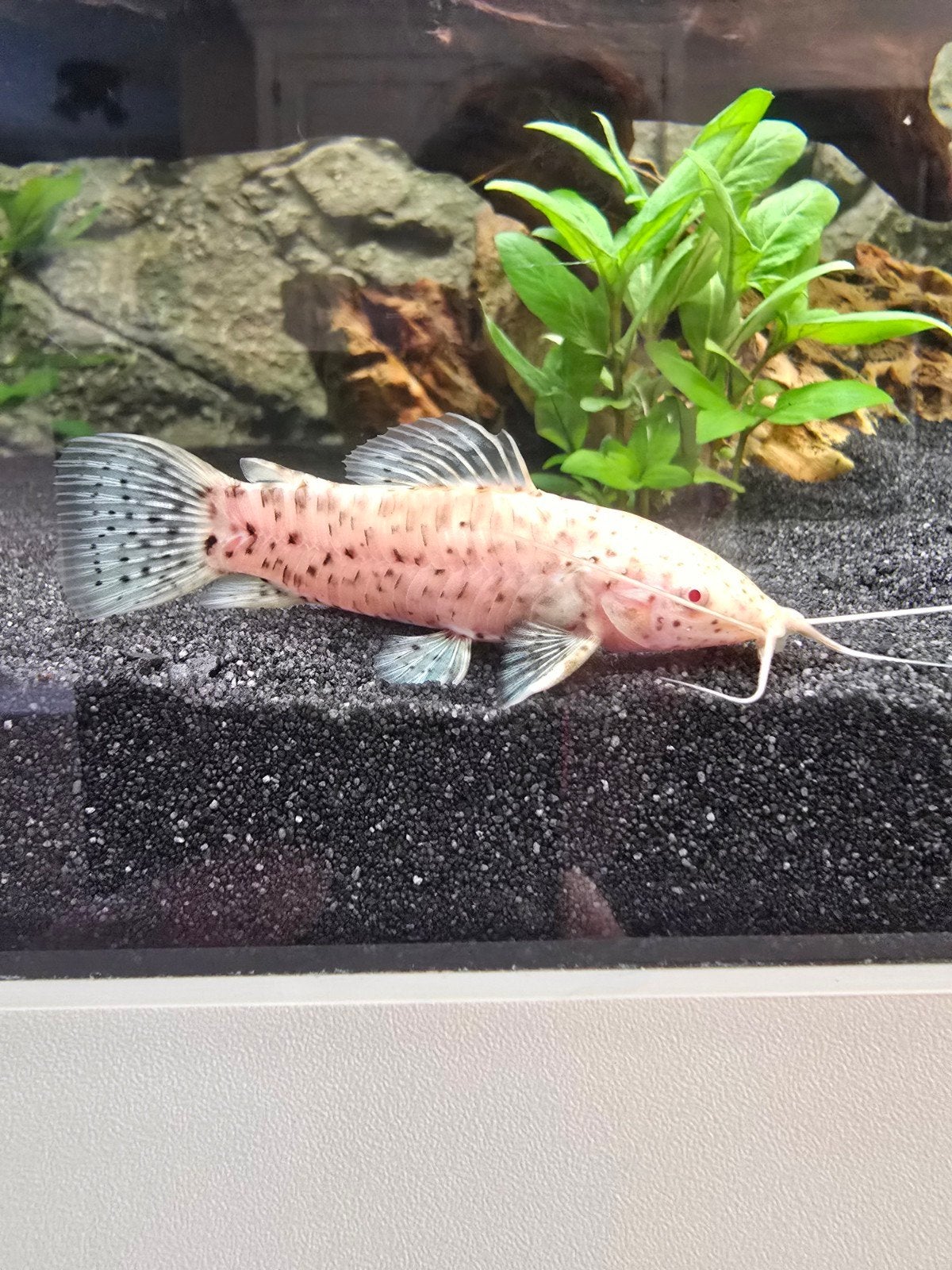 Hoplosternum Megalechis thoracata albino / Gevlekte Meerval, Vis