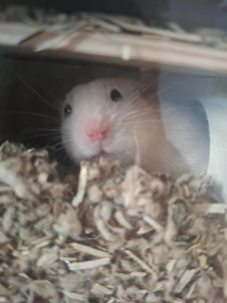 Goudhamster zoekt beter huis+verzorging!, September, Mannelijk, Hamster