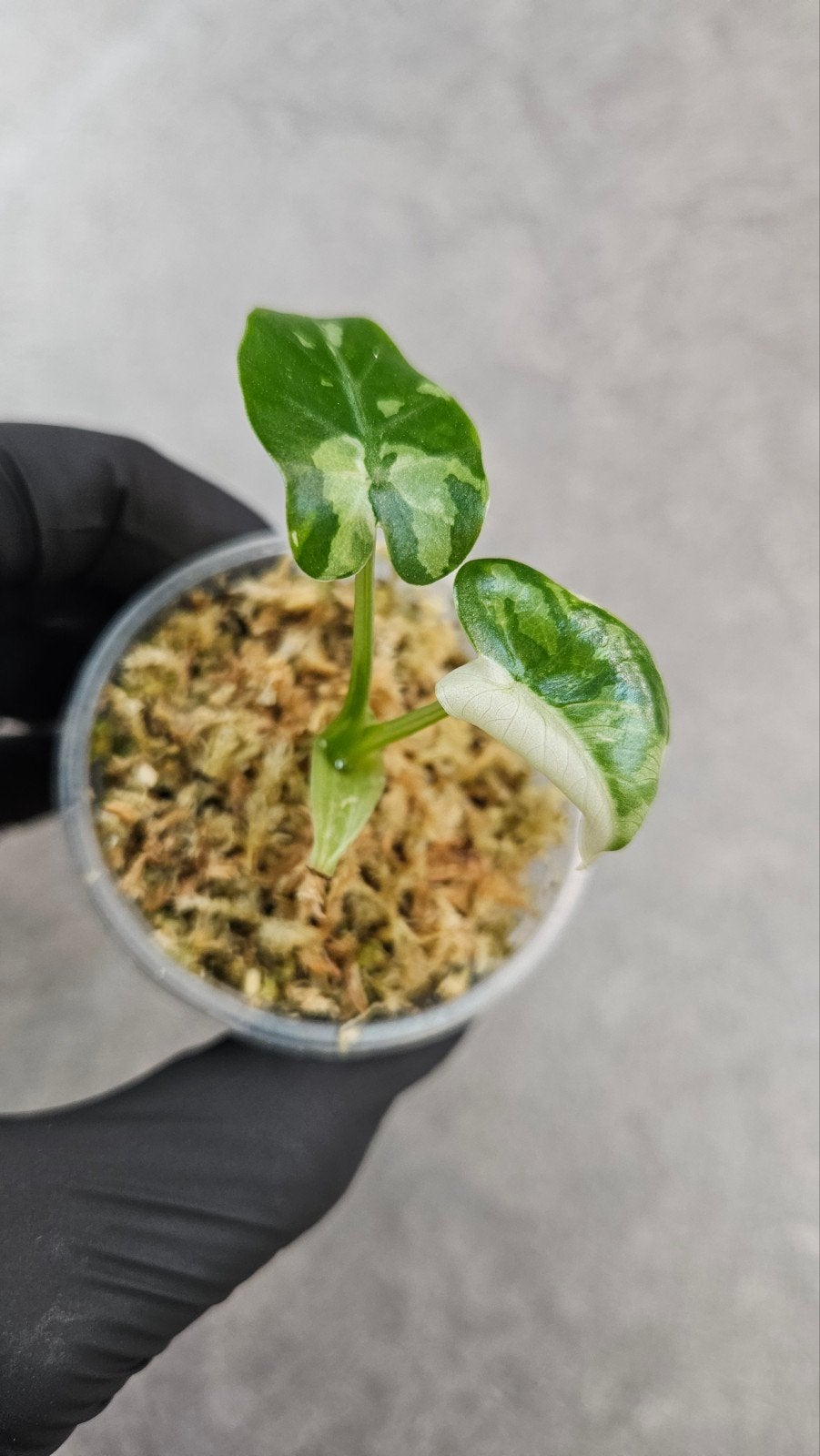 Alocasia odora 'Okinawa Silver', Ophalen of Verzenden, Halfschaduw, Minder dan 100 cm