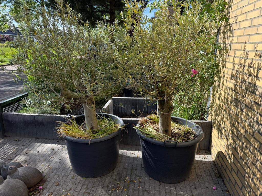 Olijfbomen 2x prachtig voor in de tuin!, Ophalen, Kunststof, Rond, Zo goed als nieuw