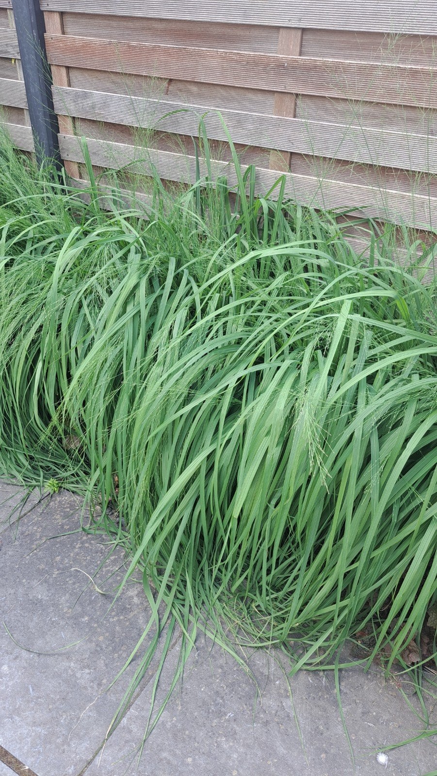 Siergras - Gratis af te halen (ca. 4m2), Tuin en Terras, Planten | Tuinplanten, Ophalen, Vaste plant, Siergrassen, Volle zon