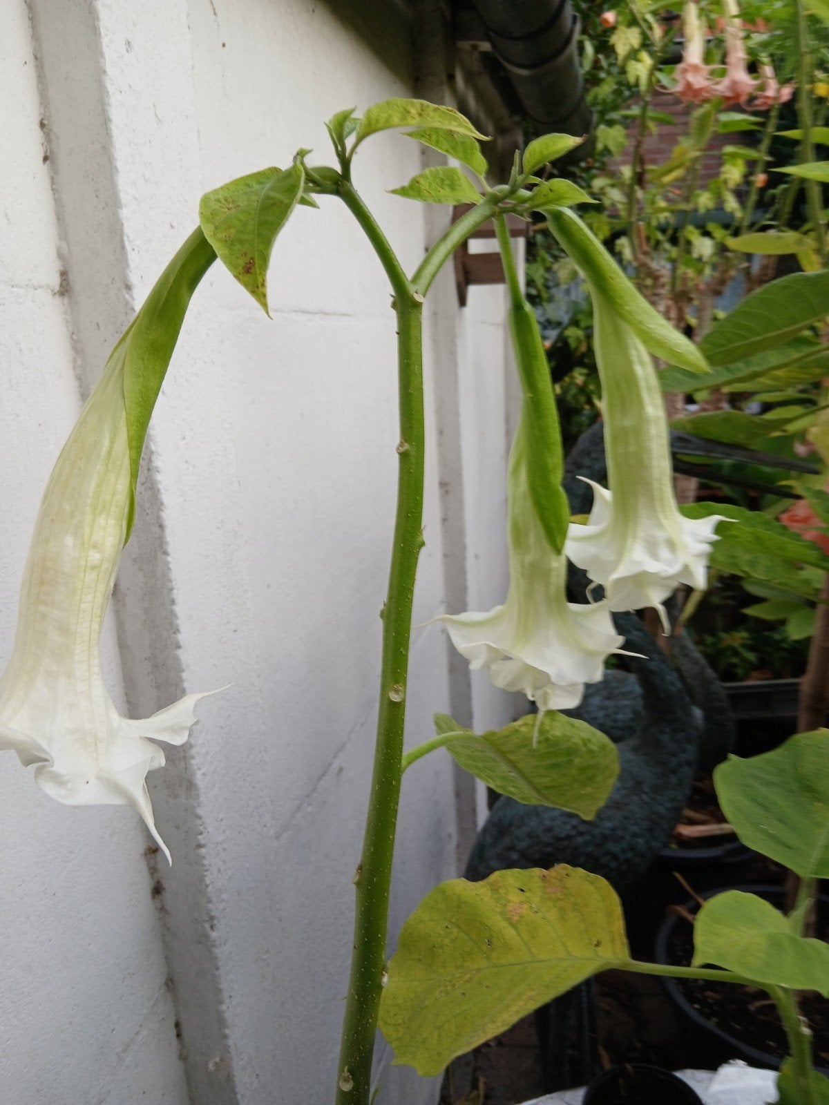 brugmansia stekken, Ophalen of Verzenden, Overige soorten, Volle zon