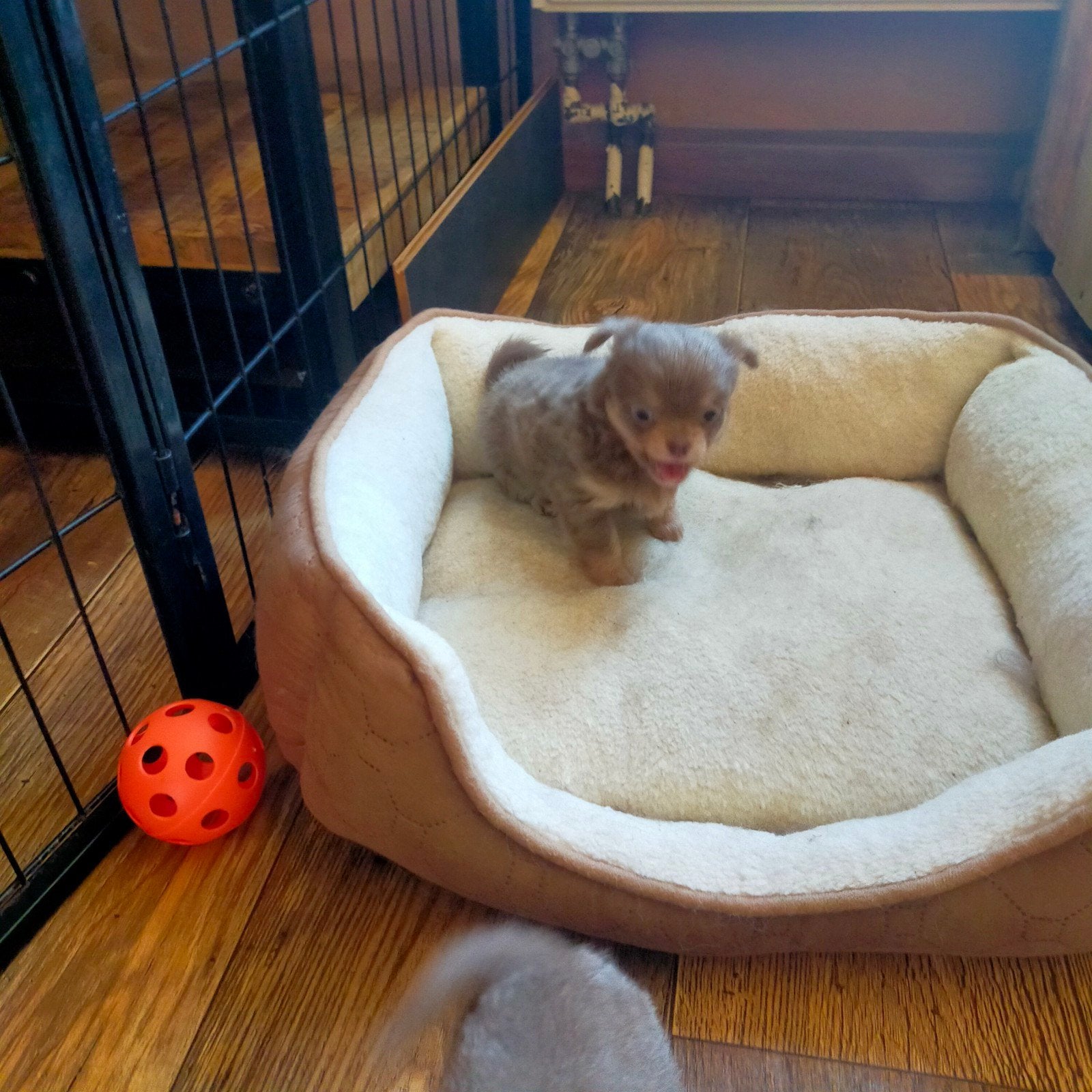Nog 2 chihuahua pups.., Parvo, 8 tot 15 weken, Meerdere, Meerdere dieren