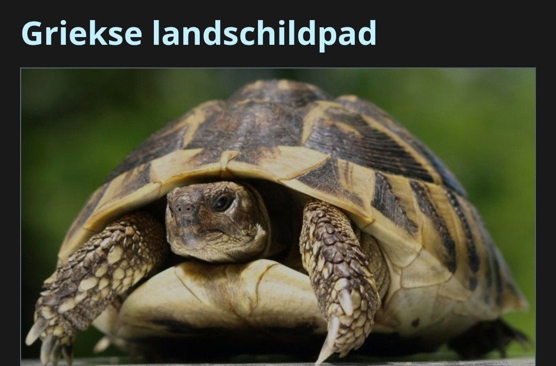 Gezocht; vrouwelijke griekse landschildpad, Dieren en Toebehoren, Schildpad