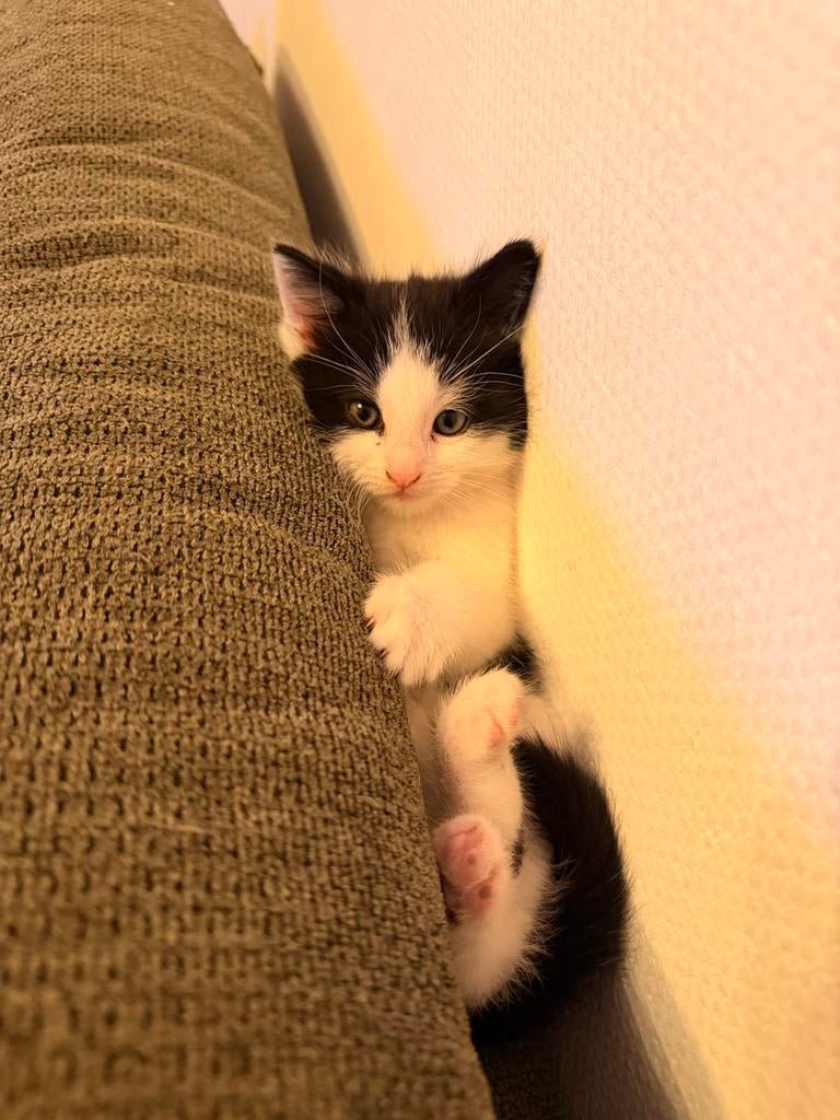 Kitten 6 weken, Poes, 0 tot 2 jaar