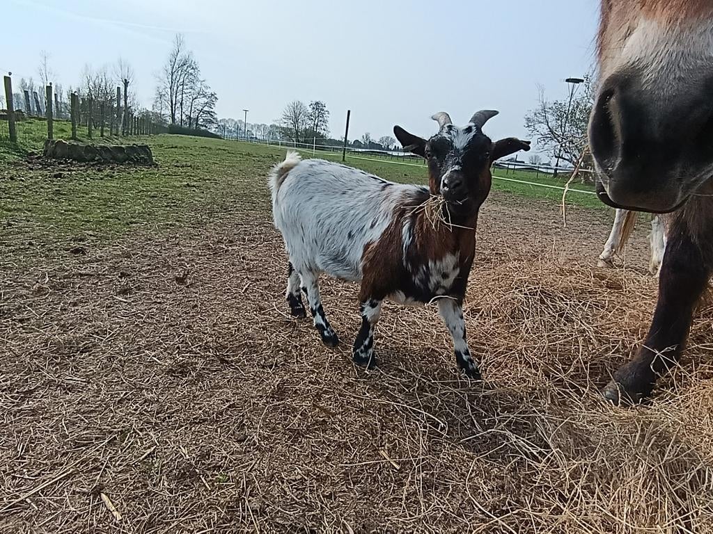 Dwerggeitjes   gereserveerd, Dieren en Toebehoren, Vrouwelijk, Geit
