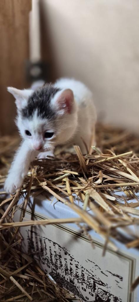Boerderij kittens, Dieren en Toebehoren, Meerdere dieren