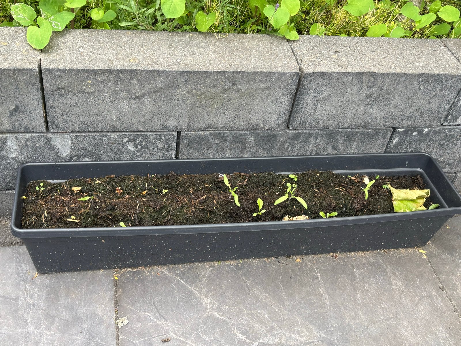 Nieuwe Elho bloembak met tomatenplantjes en peterselie, Ophalen, Kunststof, Minder dan 30 cm, Balkon