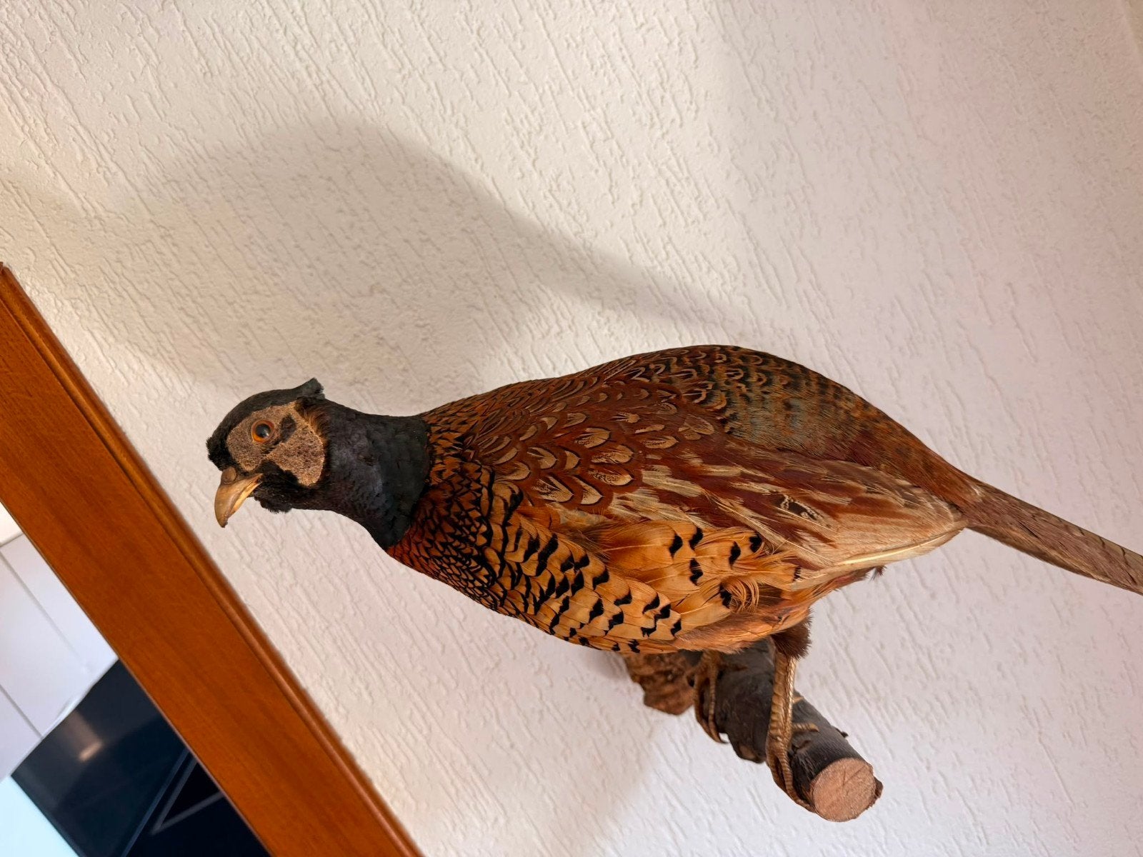 fazant, Ophalen, Zo goed als nieuw, Vogel, Opgezet dier