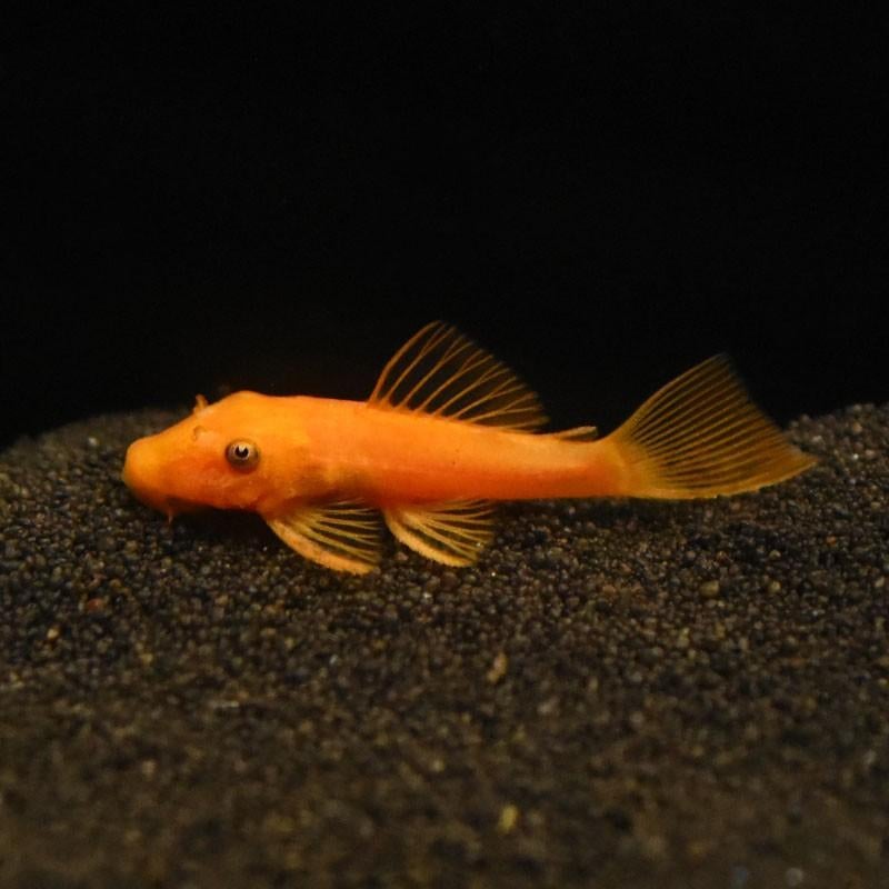 L144 rode ancistrus, Vis, Zoetwatervis
