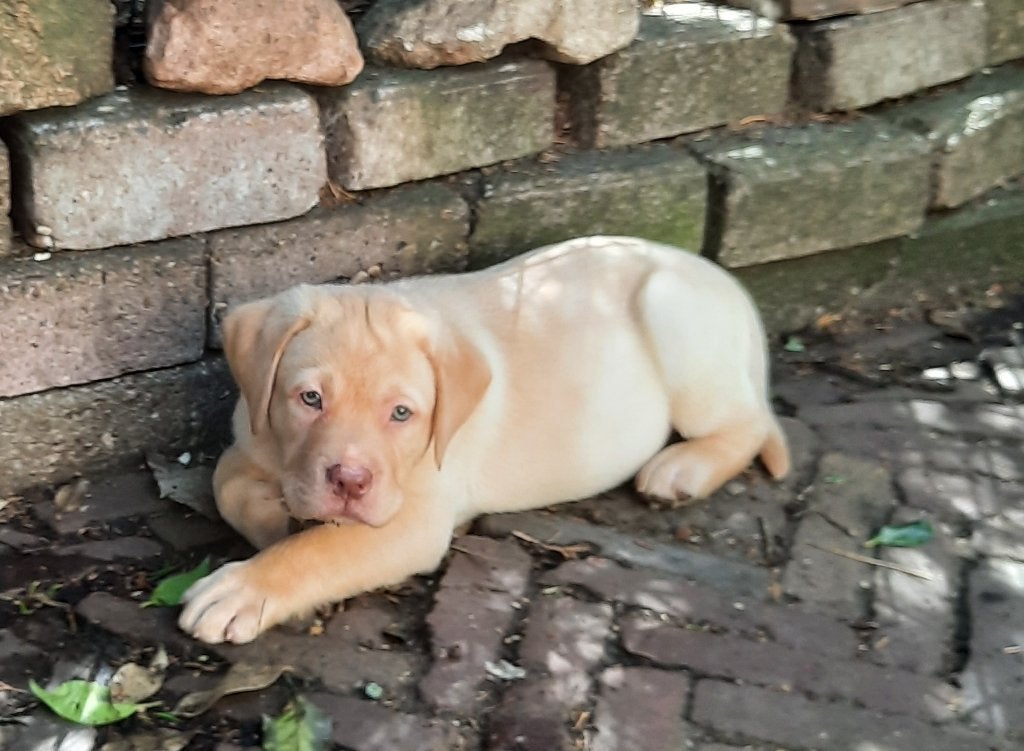 Lieve kruising Labrador pups in verschillende kleurtjes., Parvo, 8 tot 15 weken, Meerdere, Meerdere dieren