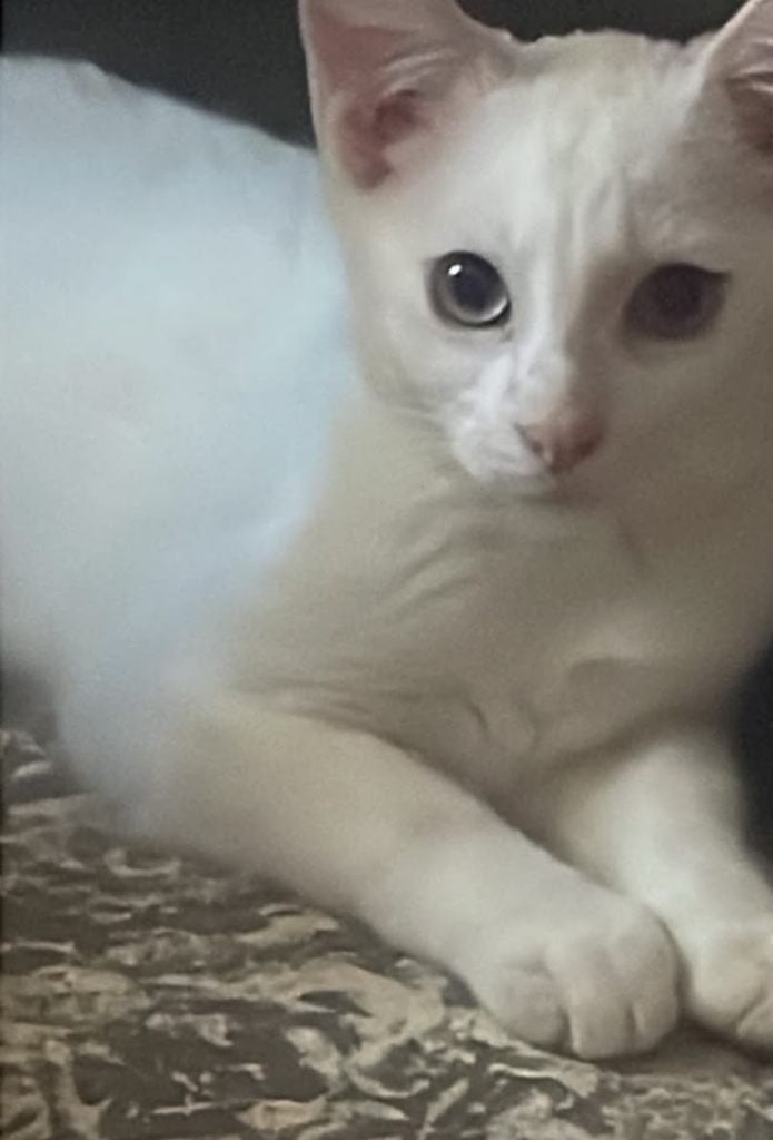 Mooie Gezonde Angora witte kittens te koop, Meerdere dieren, Gechipt, 0 tot 2 jaar