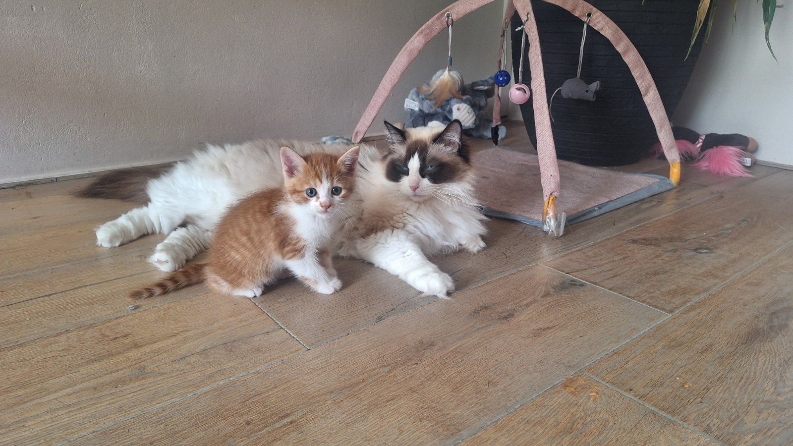 Prachtige Ragcoon x EK kittens, Meerdere dieren, Ontwormd, 0 tot 2 jaar
