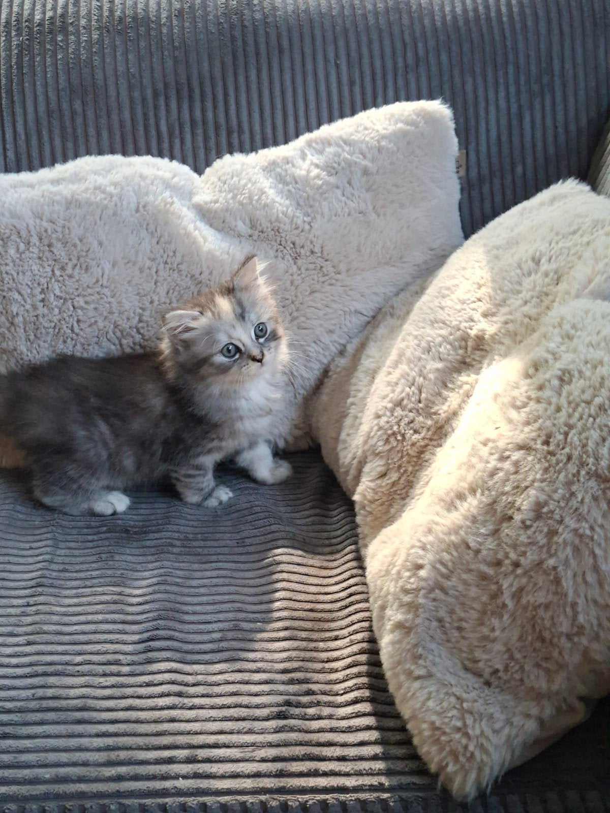 mini poesje zoekt n liefdevol tehuis., Dieren en Toebehoren, Katten en Kittens | Raskatten | Langhaar, Meerdere dieren, Ontwormd