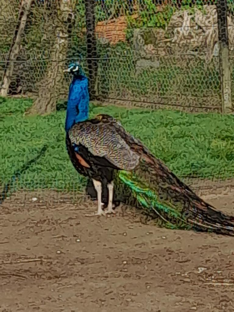 Eieren, broedeieren blauwe pauw, Geslacht onbekend, Kip