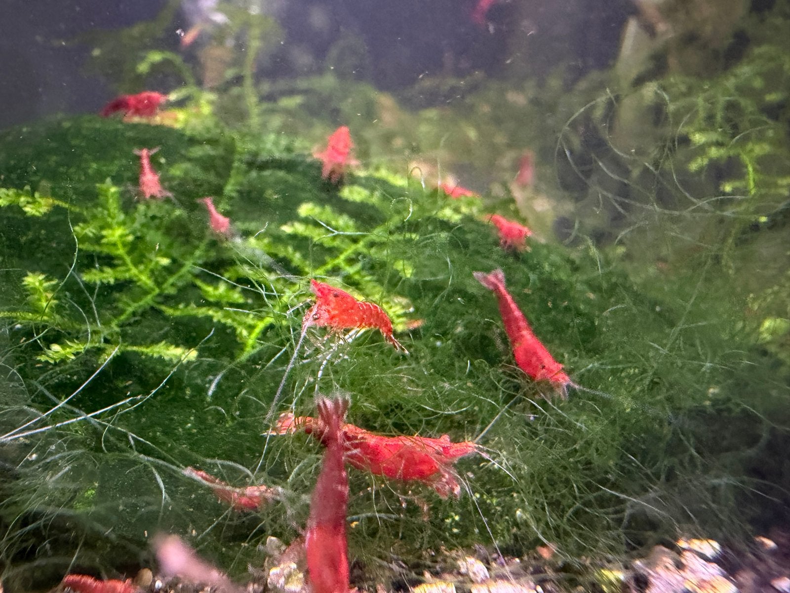 Neocaridina davidi garnalen, Dieren en Toebehoren, Vissen | Aquariumvissen, Kreeft, Krab of Garnaal