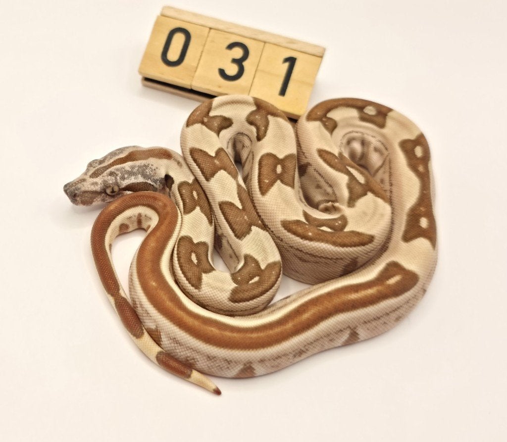 Boa Imperator VPI albino IMG Labyrinth, Dieren en Toebehoren, Reptielen en Amfibieën, Slang, 0 tot 2 jaar