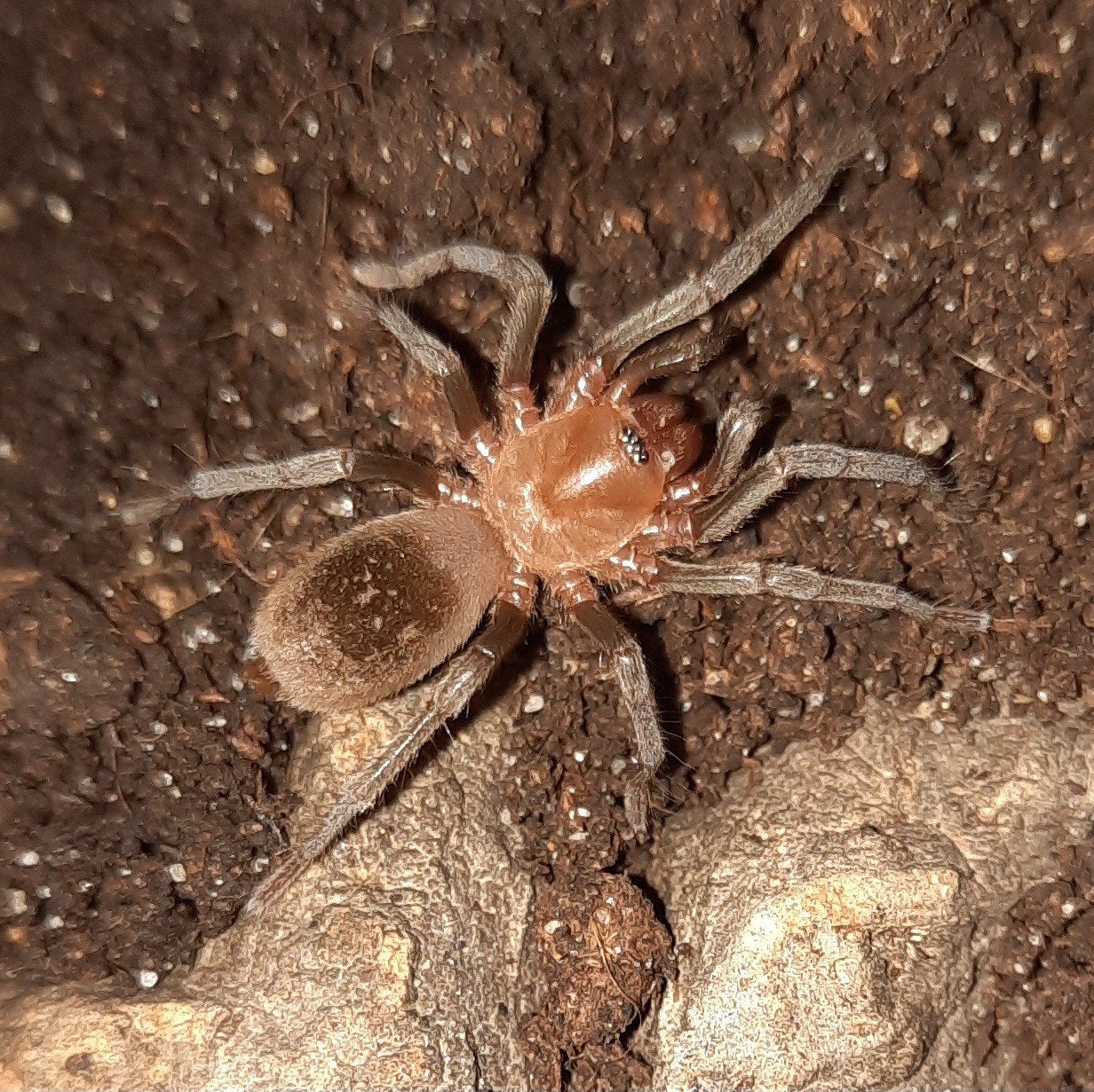 Bumba horrida vrouw (Amazon Redhead), Dieren en Toebehoren, Insecten en Spinnen, Spin of Schorpioen