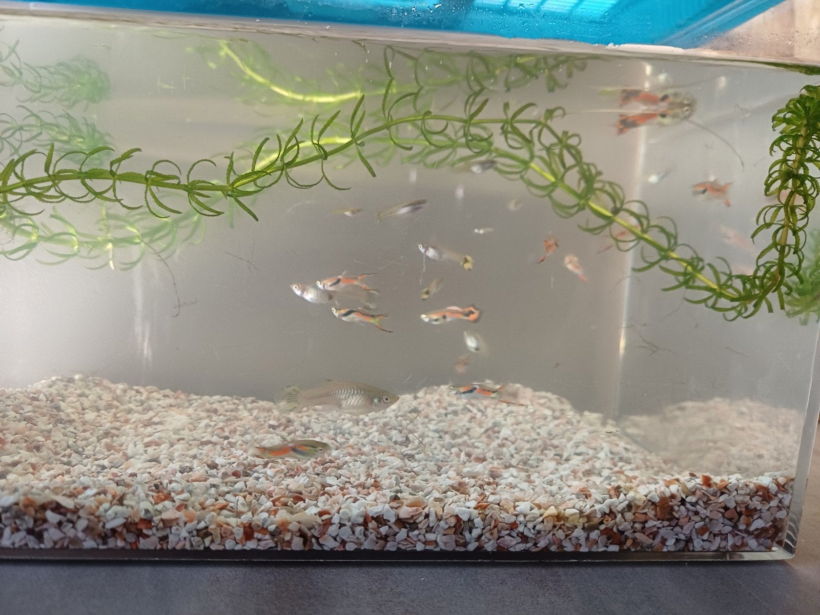 Guppies te koop, Ophalen, Gevuld zoetwateraquarium