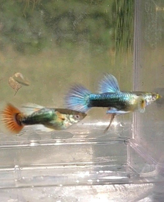 Albino blue singa / purple grass cross!, Ophalen of Verzenden