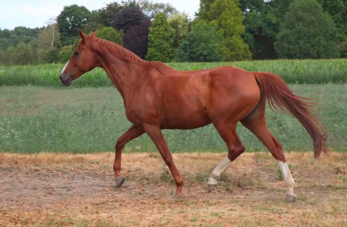 19 jarige kwpn merrie, Dieren en Toebehoren, Paarden, Merrie, Recreatiepaard