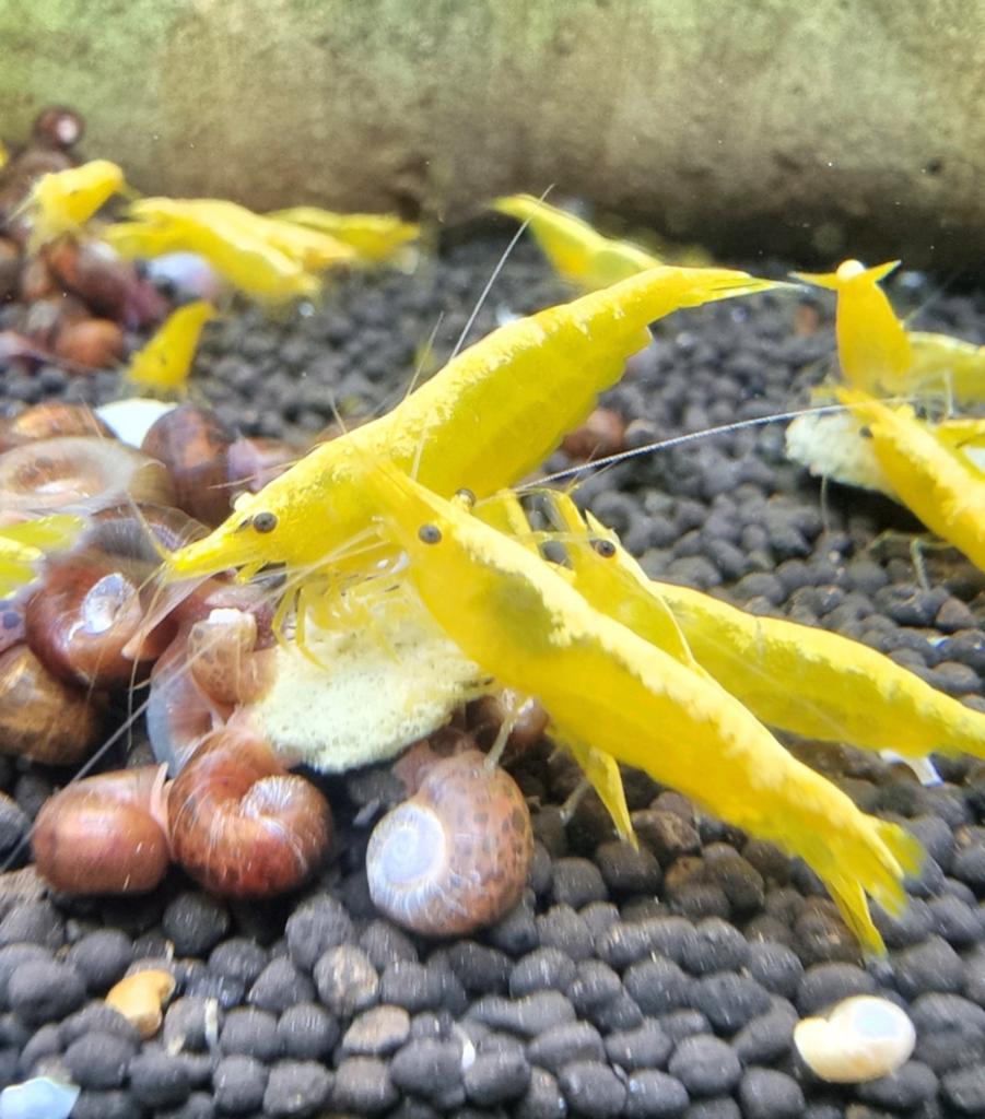 Yellow neon Fire backline neocaridina high grade!, Kreeft, Krab of Garnaal