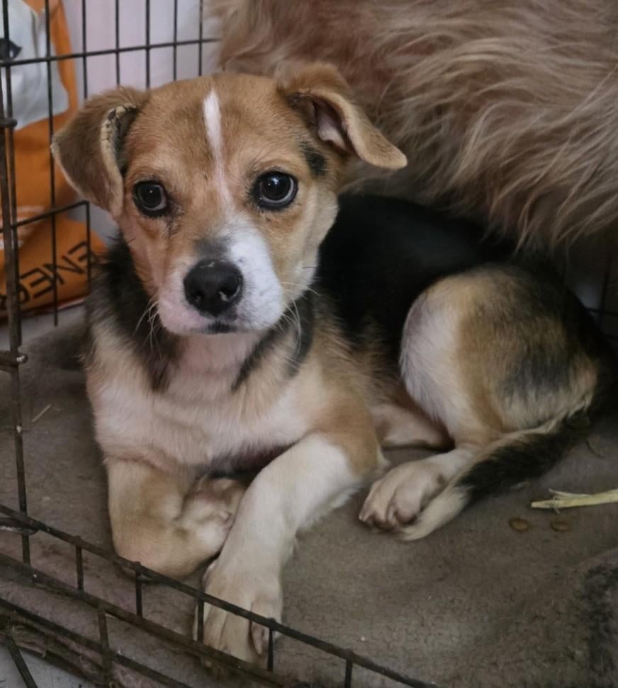 Rouven zoekt baasje, Dieren en Toebehoren, Honden | Niet-rashonden, Particulier, Reu, 1 tot 2 jaar, Buitenland