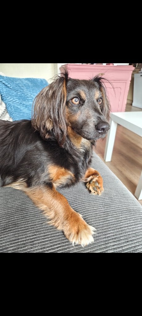 Jack Russell mix, Jack Russell Terriër, Reu, 1 tot 2 jaar, Eén hond