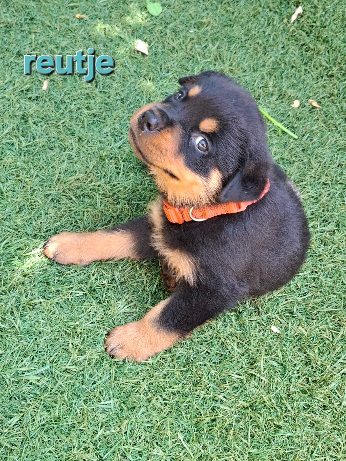 Rottweiler pups, Dieren en Toebehoren, 8 tot 15 weken, Groot, Meerdere, Meerdere dieren