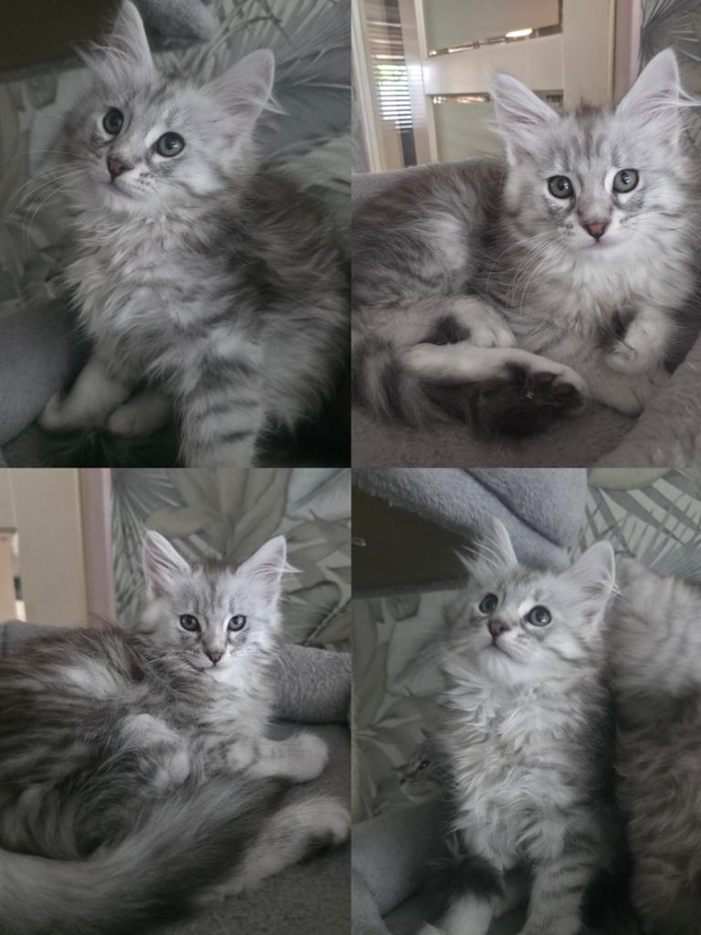 Maine Coon/Noorse Boskat kittens, Meerdere dieren, Ontwormd
