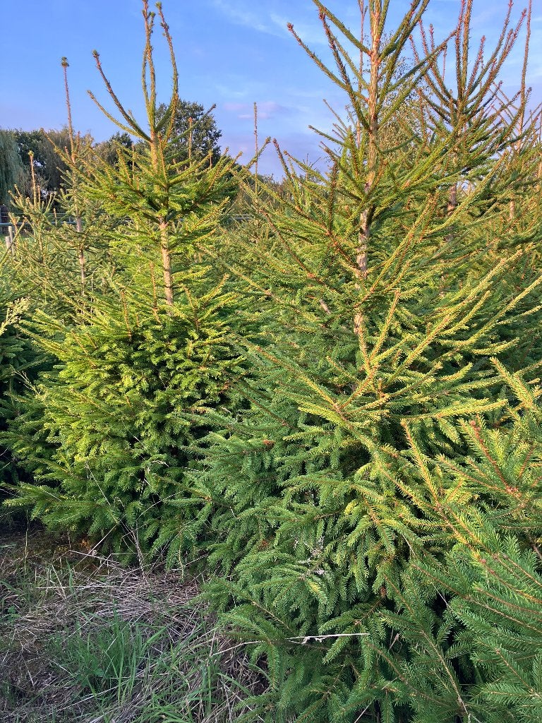 Kerstbomen Abies 160/200, Overige soorten, 100 tot 250 cm, Zomer, Ophalen