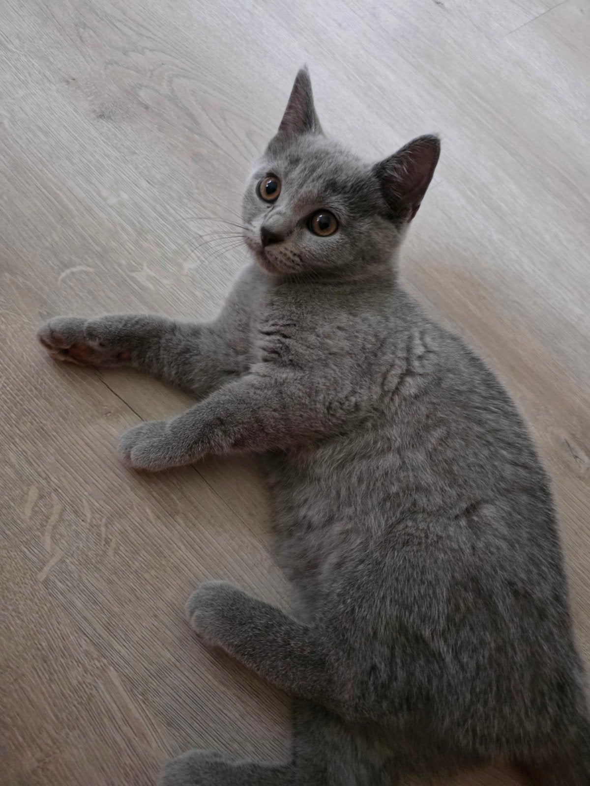Britse korthaar grijs 3 (vrouwtje) 14 weken, Dieren en Toebehoren, Katten en Kittens | Raskatten | Korthaar, Poes